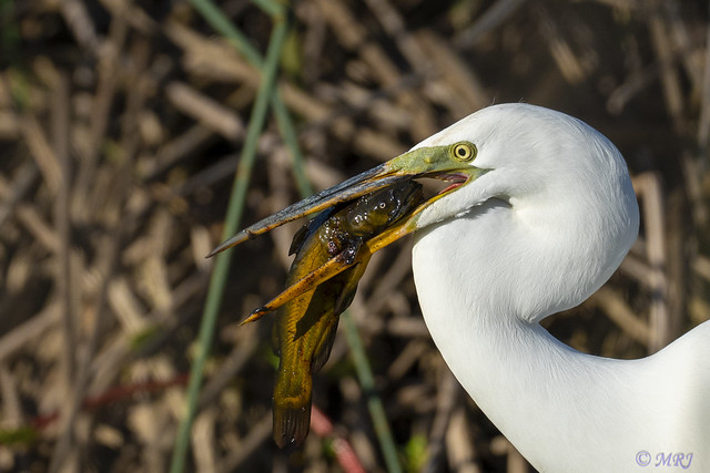 A Feast Fit for a King: The Egret's Trophy Catch