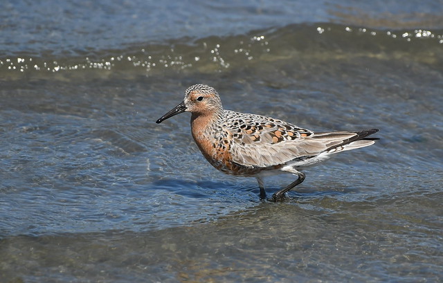 Bodega Bay Red Knot, one of Eight
