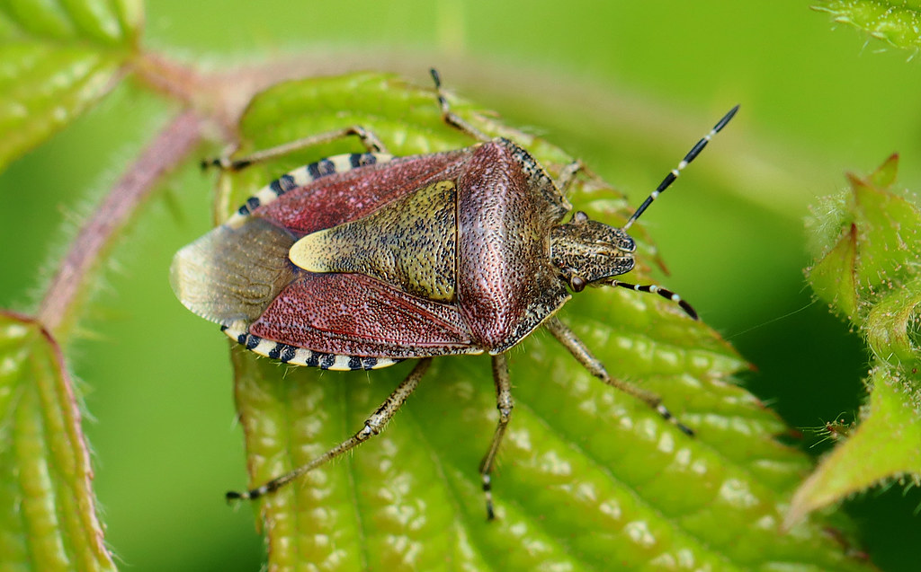 Shieldbug Sloe bug / Hairy shieldbug - Dolycoris baccarum | Our Local … | Flickr