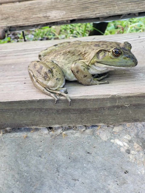 Frog in the Fraidy ole!