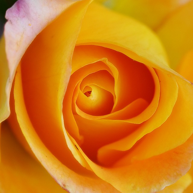 Rosita amarilla