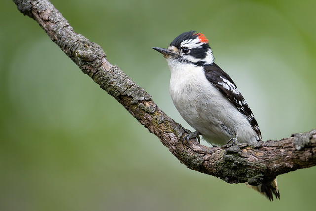 Downy Woodpecker Perched