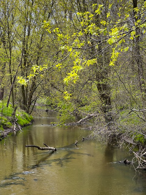 Hickory Creek in Spring