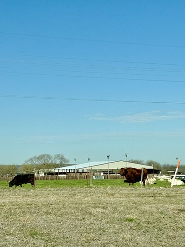 Cattle from Interstate 35, Marietta, OK 