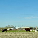 Cattle from Interstate 35, Marietta, OK 