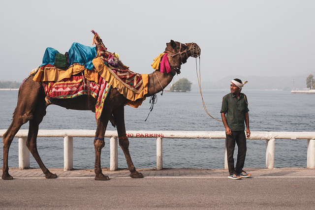 Udaipur, City of Lakes (and Camels)