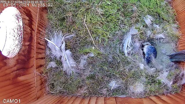 Updates from a birdbox - cosy nest