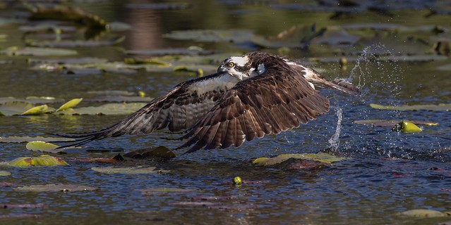 Osprey Flies Just Above Lake Level