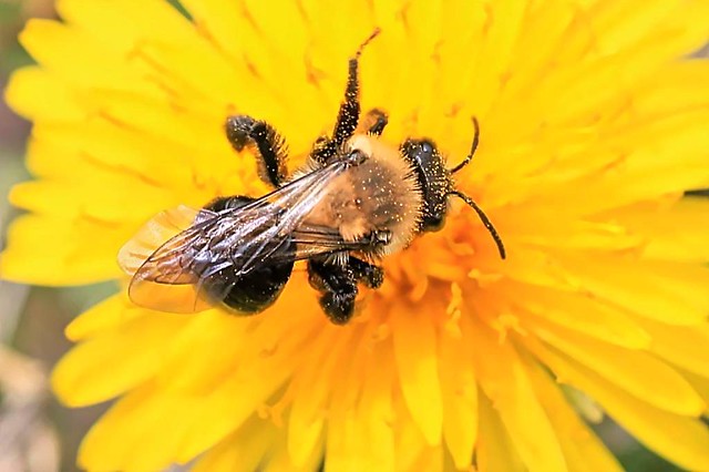 2024 Carlin's Mining Bee 014 - Andrena Carlini