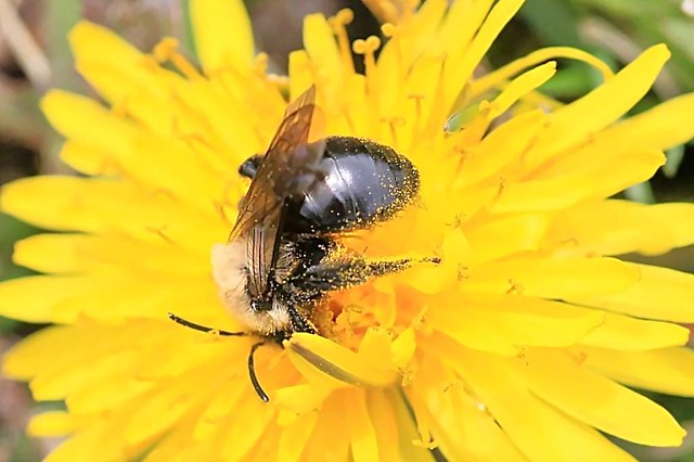 2024 Carlin's Mining Bee 015 - Andrena Carlini