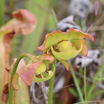 Hooded Pitcherplant (Sarracenia minor) Tosohatchee WMA, Orange County, FL, April 2024.  Bioblitz - City Nature Challenge.