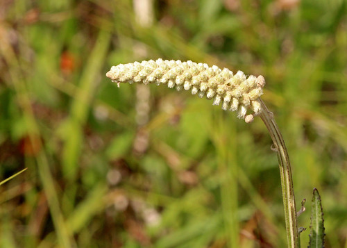Blackroot (Pterocaulon pycnostachyum) Tosohatchee WMA, Orange County, FL, April 2024.  Bioblitz - City Nature Challenge.