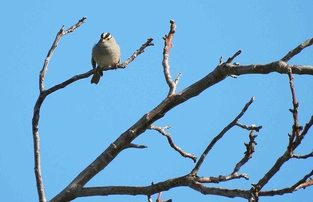 White Crown Sparrow in Walnut Tree