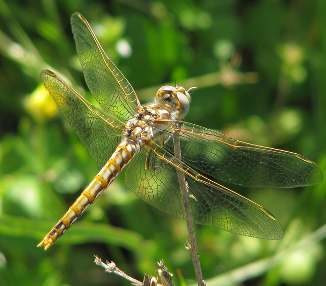 Variegated meadowhawk - a dorsal view  (Sympetrum corruptum)