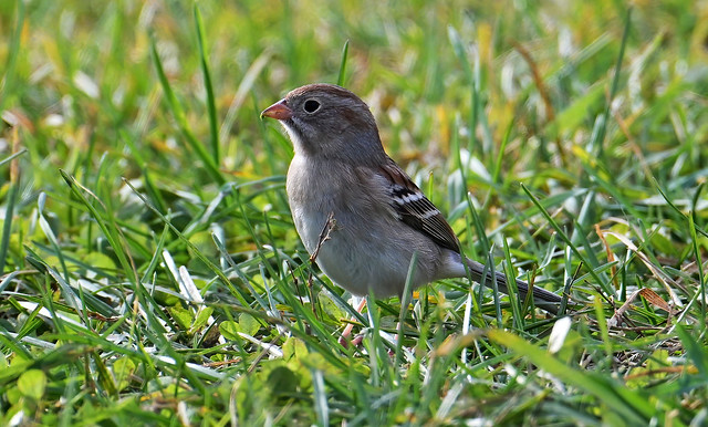 DSC_8071 field sparrow-