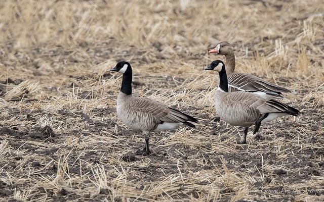 Cackling Geese & Greater White-fronted Goose