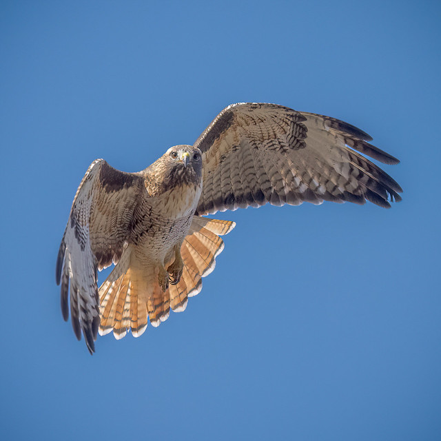 Red-tailed Hawk 20230124_5143