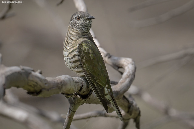 Shining Bronze Cuckoo: Aware