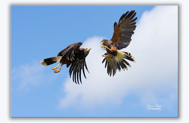 dueling Harris's Hawks