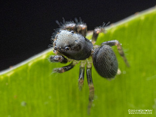 Jumping spider (Salticidae) - P3126760