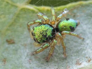 Jumping spider (Cytaea sp.) - P3103264
