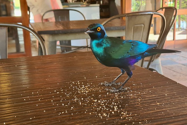 Greater Blue-eared Starling (Lamprotornis chalybaeus) eating quiche crumbs ...