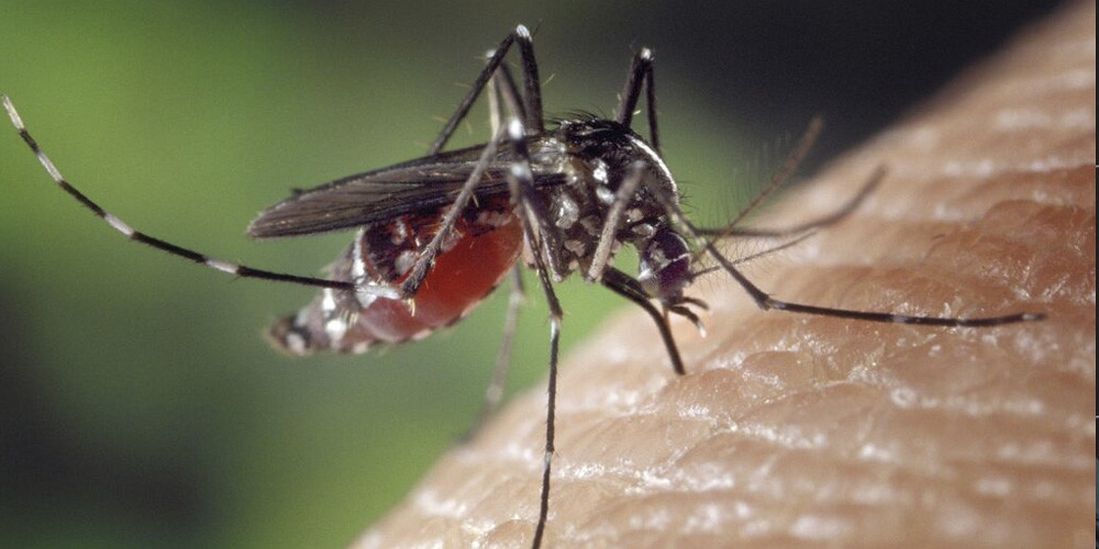 El año pasado, el dengue dejó 118 muertos y unos 65 mil casos en Guatemala.