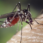 El año pasado, el dengue dejó 118 muertos y unos 65 mil casos en Guatemala.