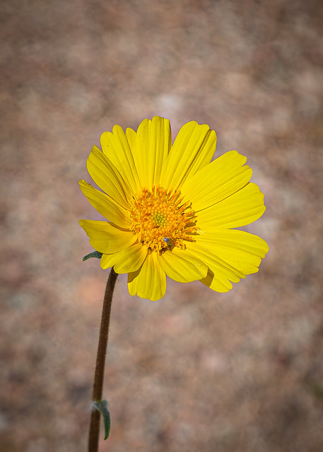 Wild Sunflower, Death Valley National Park