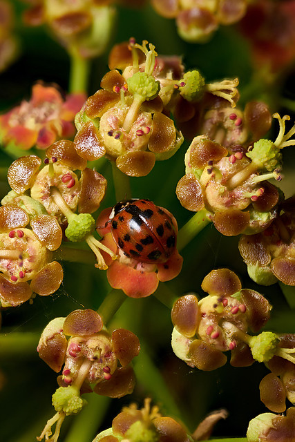 Harlequin ladybird on Euphorbia flowers