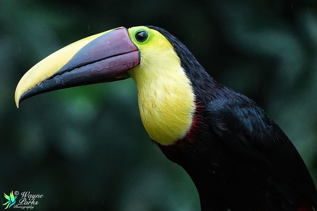 Yellow-throated Toucan