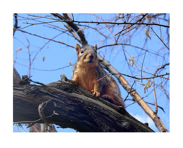 A Squirrel with Crumbs on Its Face