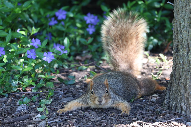 Fox Squirrels in Ann Arbor at the University of Michigan on April 30th, 2024 - 121/2023  324/P365Year16  5802/P365all-time – (April 30, 2024)