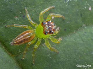 Jumping spider (Artabrus sp.) - P3114809