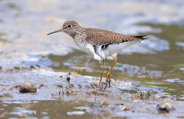 solitary sandpiper at Walden Pond IA 116A8616