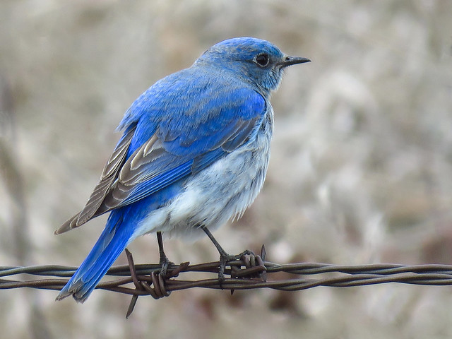 01 Mountain Bluebird, male