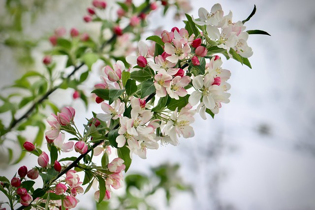 Crabpple Blossoms