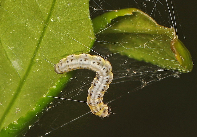 American Ermine Moth - Yponomeuta multipunctella, Prince William Forest Park, Triangle, Virginia, April 20, 2024