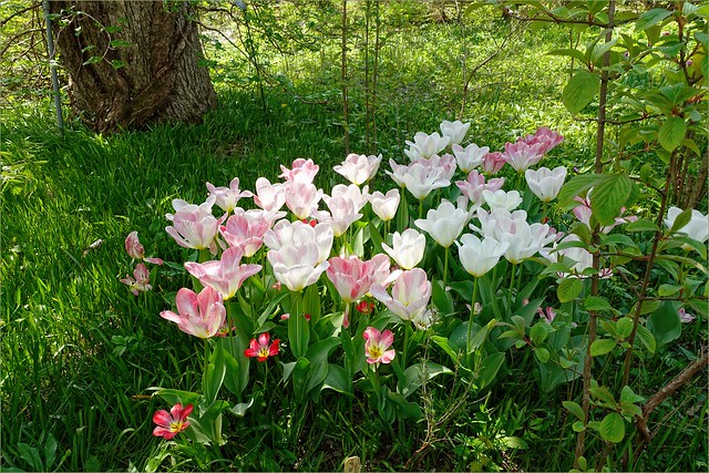 Sun Dappled Tulips