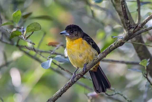 ♀️ Flame-rumped Tanager