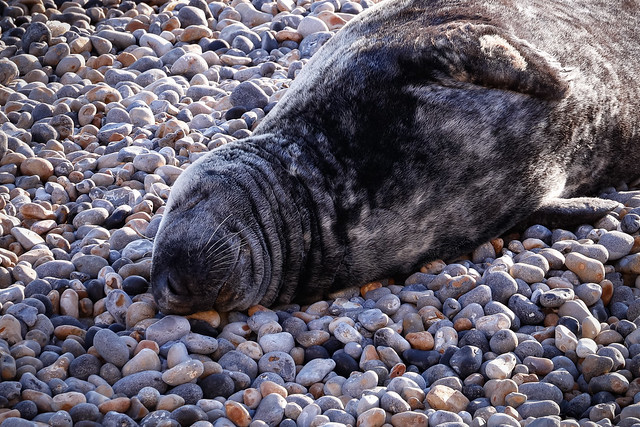 Sleeping Seal on Seaford Beach