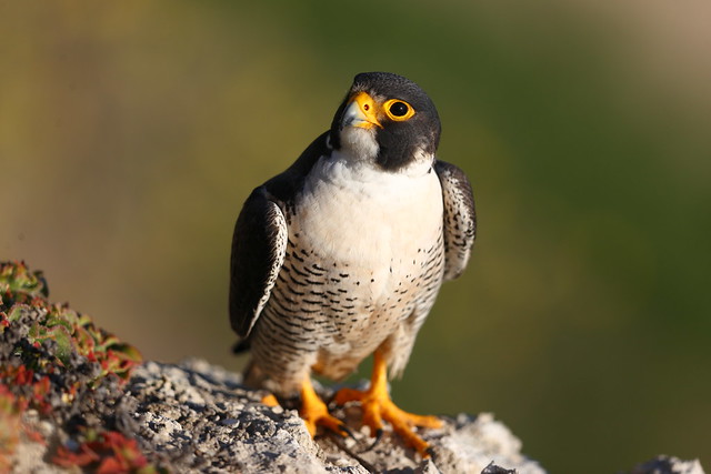 Peregrine falcon close up