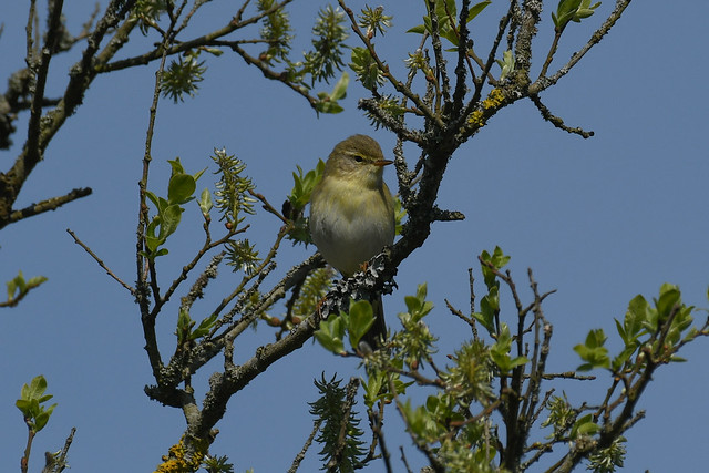 Løvsanger, Willow warbler, Fitis, Lövsångare (Phylloscopus trochilus)-7133