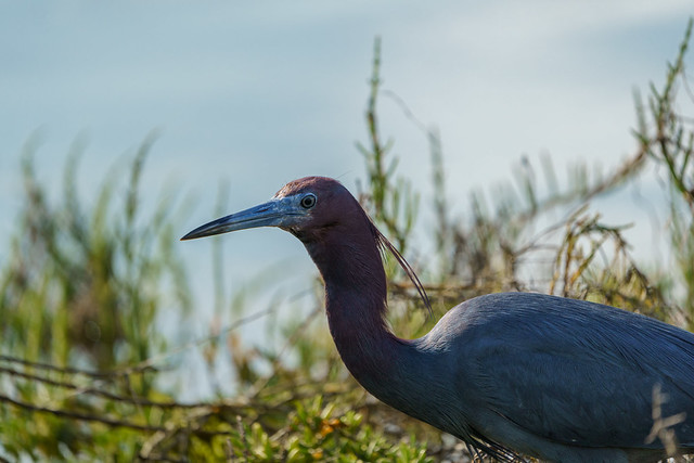 Little Blue Heron, San Diego River