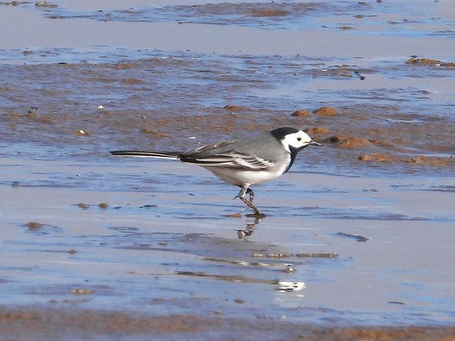A white Wagtail