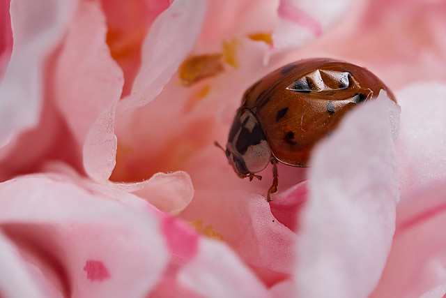 Harlequin ladybird on a camellia flower