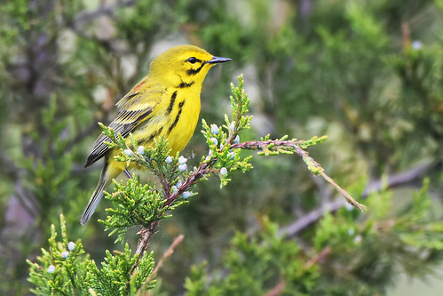 Male Prairie Warbler in Virginia This male Prairie Warbler, &lt;i&gt;Setophaga discolor,&lt;/i&gt; was perched in a cedar along a coastal marsh with a nearby stand of pines and deciduous trees.

Wachapreague, Virginia.  May 6, 2023.