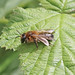 Andrena nigroaenea_7240 copy