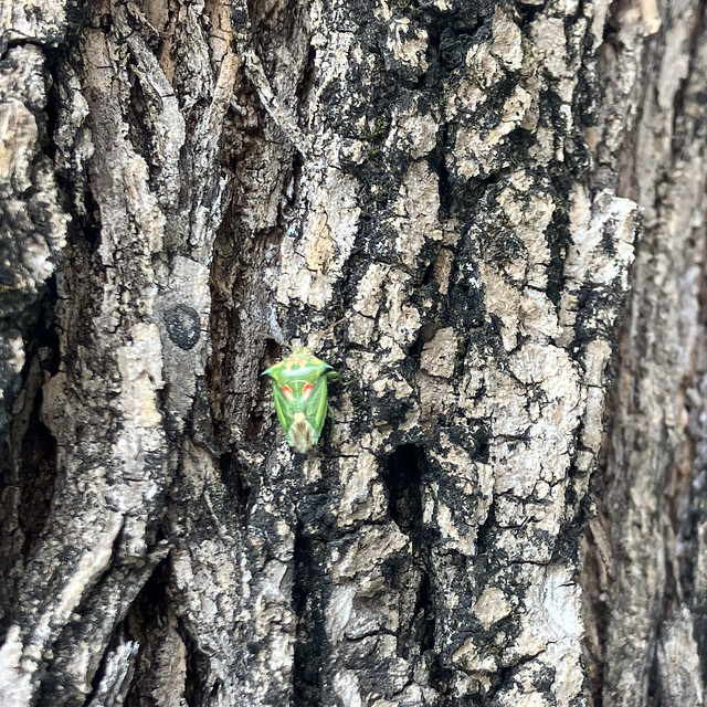 Gorgeous Green Beetle