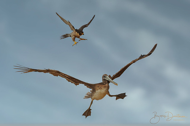 I will protect what's mine (peregrine falcon vs pelican)